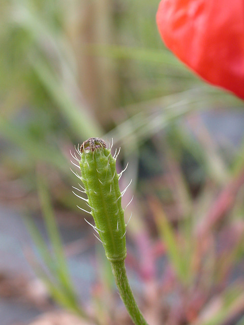 Coquelicot argémone