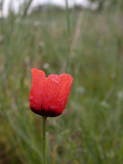 Coquelicot argémone