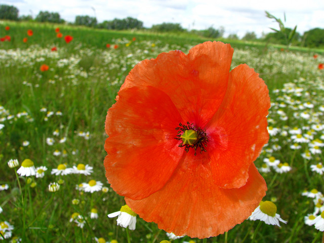 Coquelicot douteux