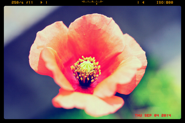 Coquelicot douteux