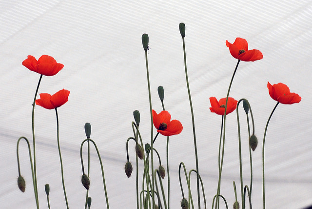 Coquelicot douteux