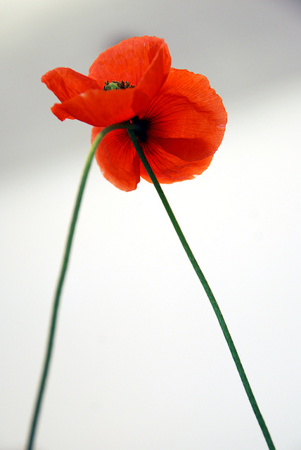Coquelicot douteux