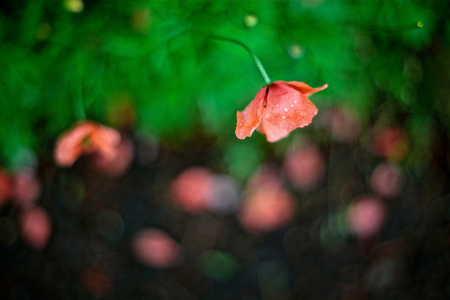 Coquelicot douteux (Papaver dubium)