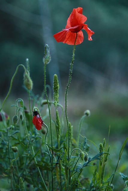 Coquelicot hispide (Papaver hybridum)