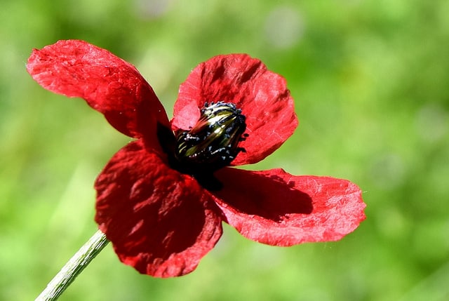 Coquelicot hispide