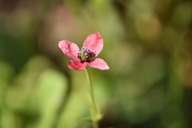 Coquelicot hispide