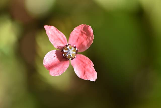 Coquelicot hispide