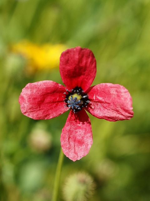 Coquelicot hispide
