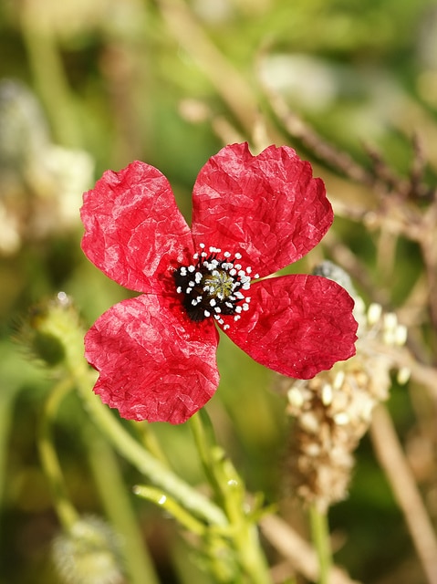 Coquelicot hispide