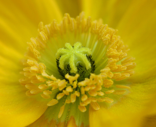 Papaver nudicaule
