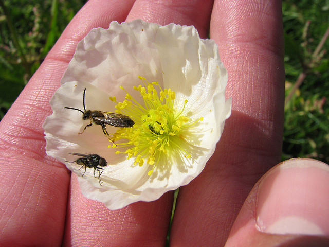 Papaver nudicaule