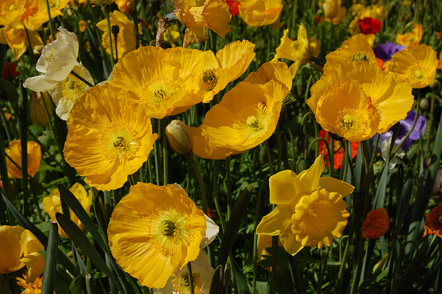 Papaver nudicaule