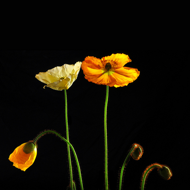 Papaver nudicaule
