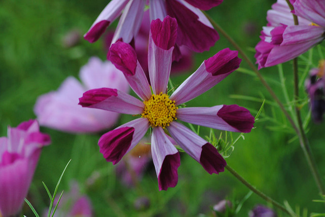 Papaver orientale