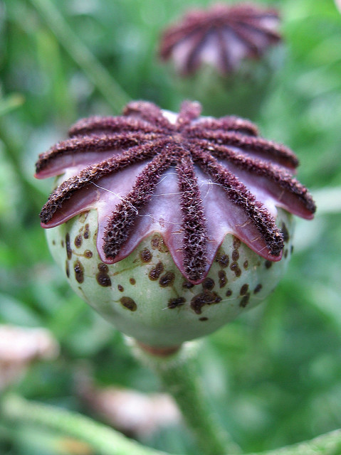 Papaver orientale