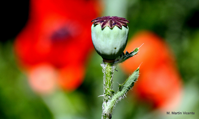 Papaver orientale