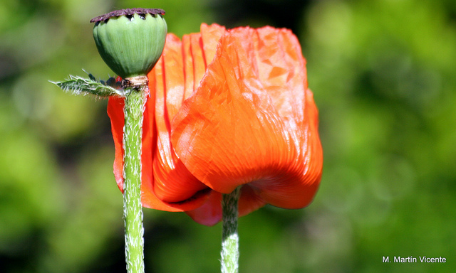 Papaver orientale