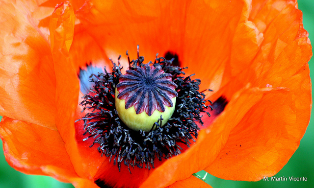 Papaver orientale