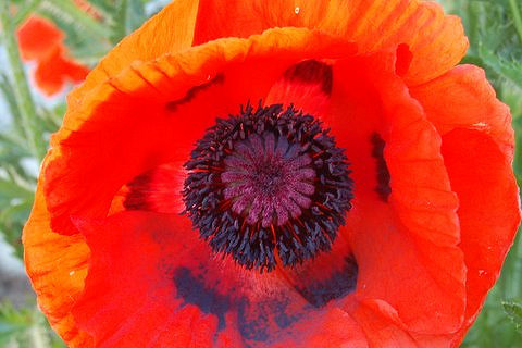 Papaver orientale (Papaver orientale)