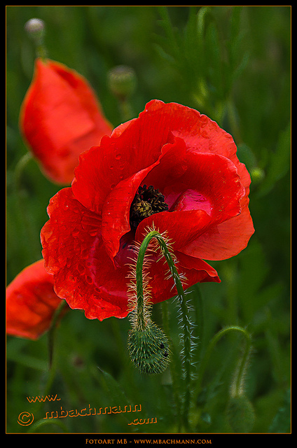 Coquelicot