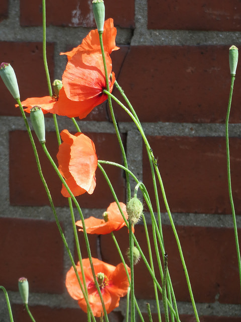 Coquelicot