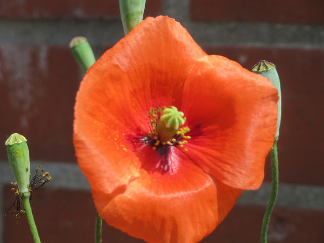 Coquelicot