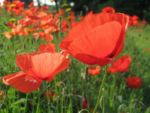 Coquelicot