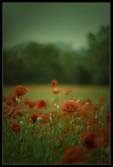 Coquelicot