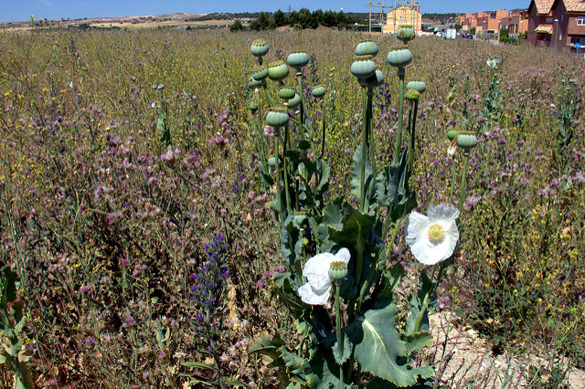 Pavot somnifère
