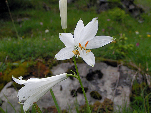 Lis de saint bruno (Paradisea liliastrum)