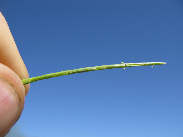 Lepture courbé