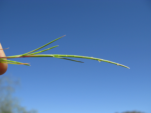 Lepture courbé