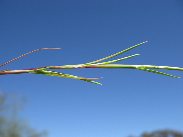 Lepture courbé (Parapholis incurva)