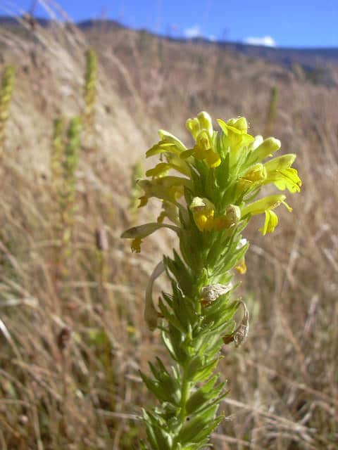 Eufragie visqueuse (Parentucellia viscosa)