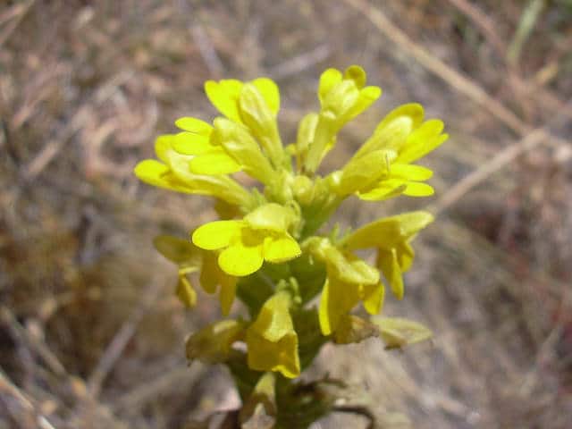 Eufragie visqueuse