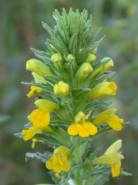 Eufragie visqueuse