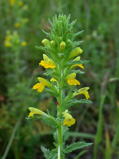 Eufragie visqueuse