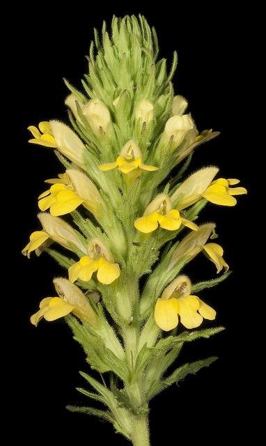 Eufragie visqueuse