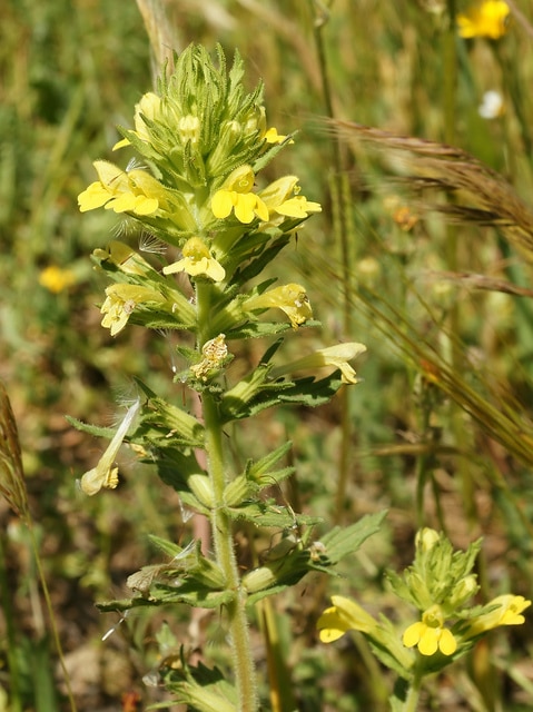 Eufragie visqueuse