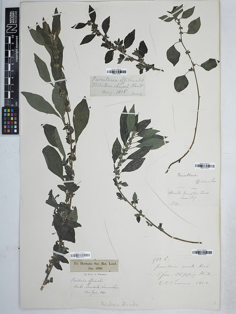 Parietaria judaica (Parietaria judaica)