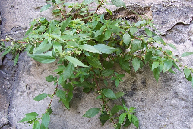 Parietaria judaica