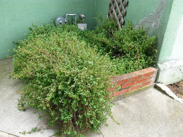 Parietaria judaica