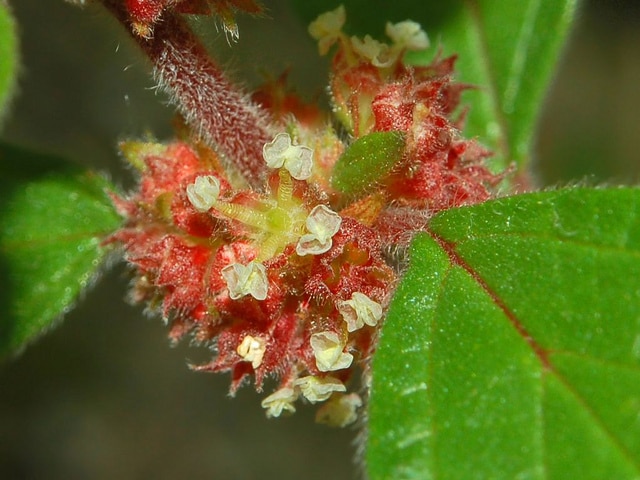 Parietaria judaica