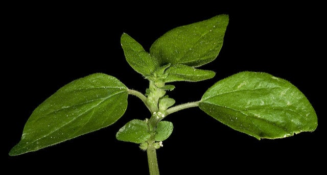 Parietaria judaica