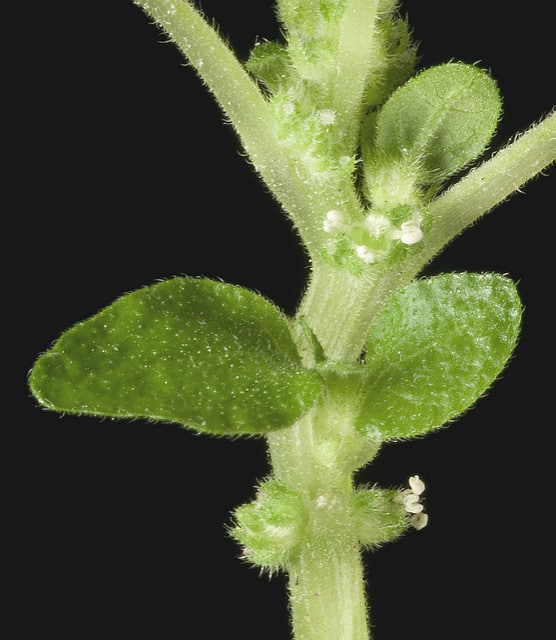Parietaria judaica