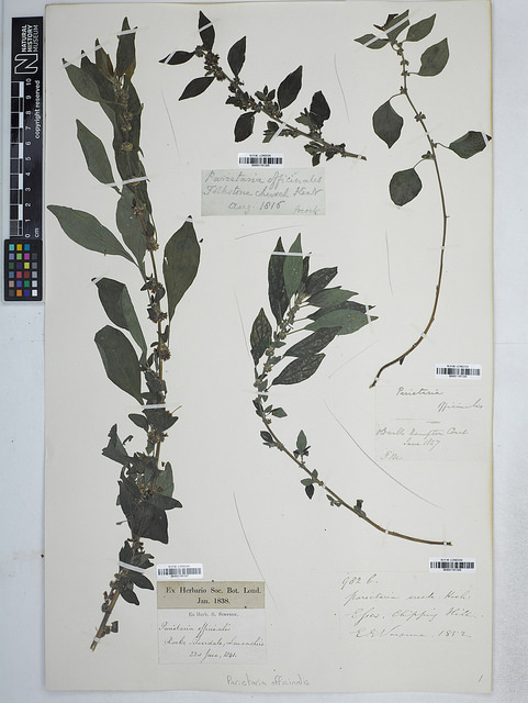 Pariétaire officinale