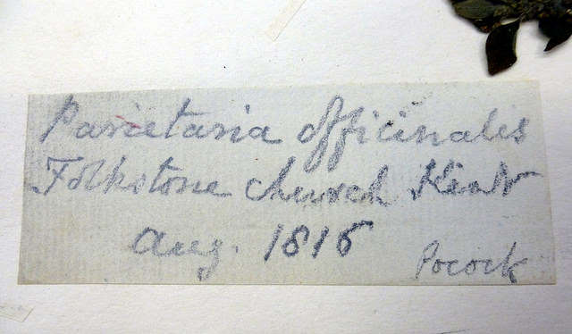 Pariétaire officinale