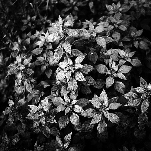 Pariétaire officinale