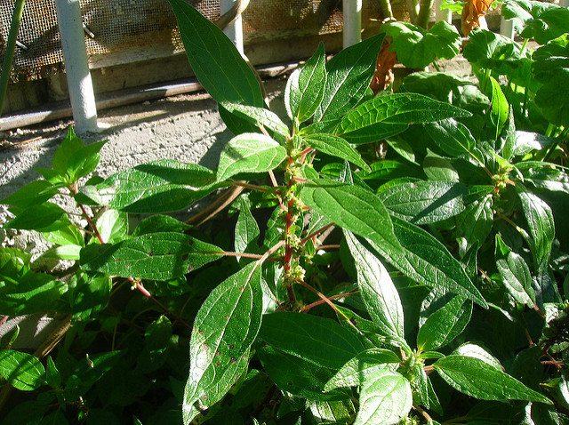 Pariétaire officinale