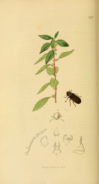 Pariétaire officinale